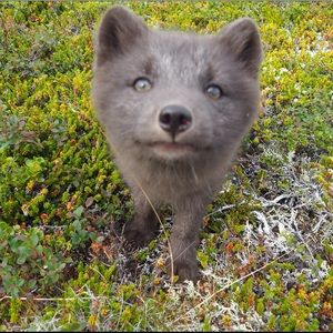 Meet your Posher, Alexandra